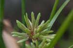 Tall flatsedge